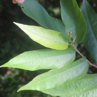 Julostylis angustifolia (Arn.) Thwaites
